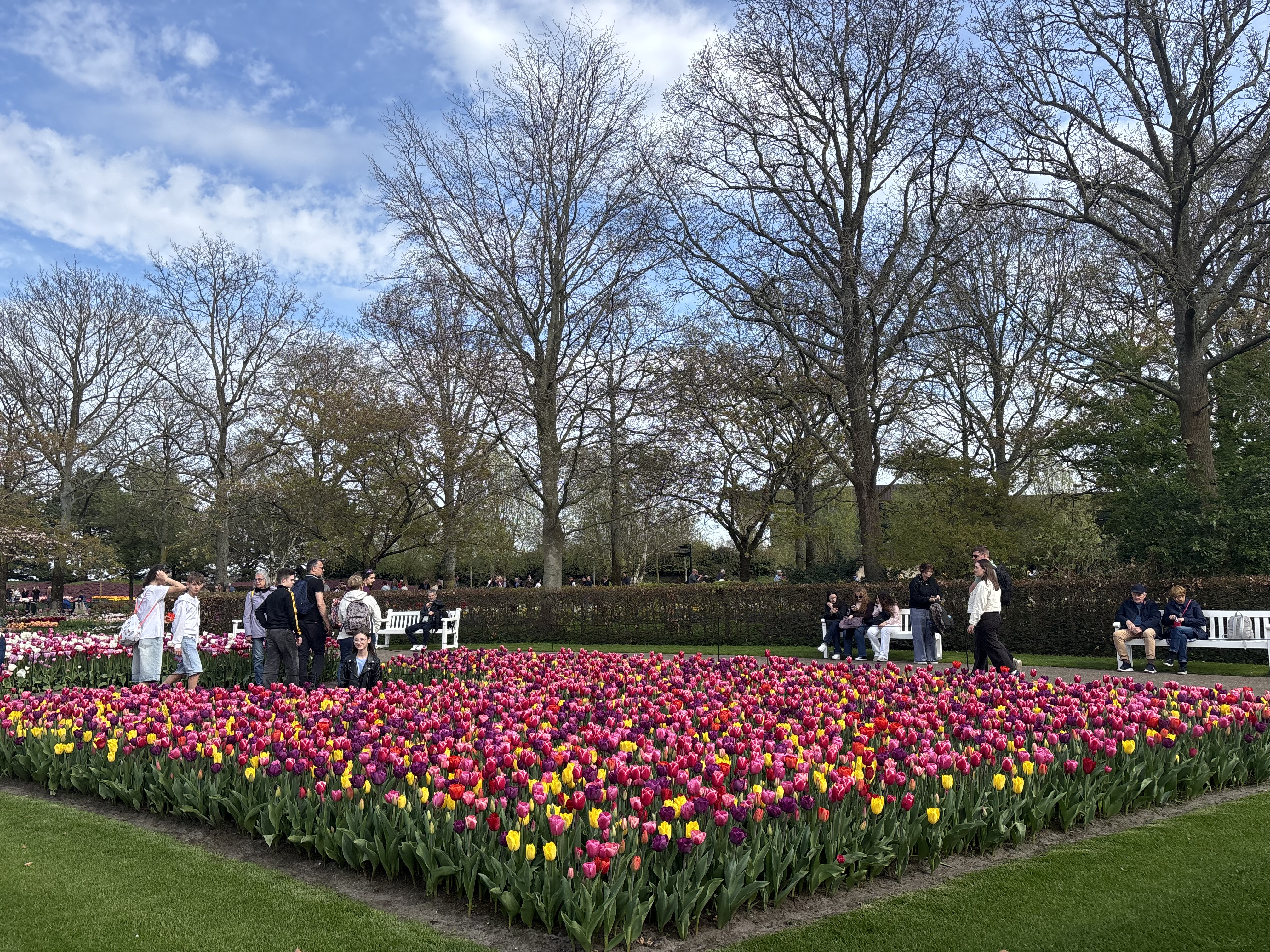 A dazzling flowerbed at Keukenhof — yellow, pink and purple tulips packed shoulder-to-shoulder, with visitors weaving along the paths.