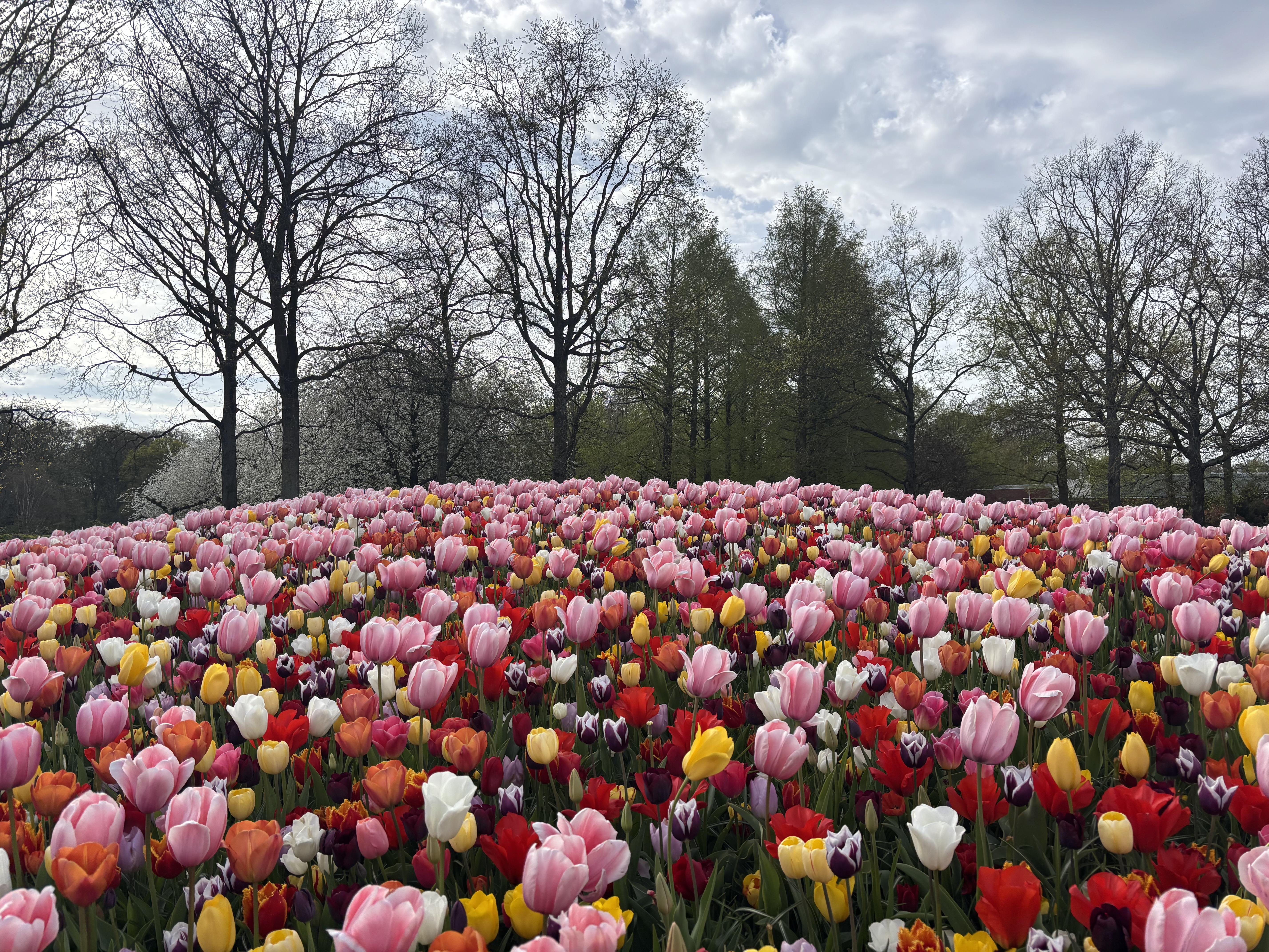 A panoramic tulip mound in every shade — pinks, reds, whites and yellows blending into one of the most photographed views at Keukenhof.