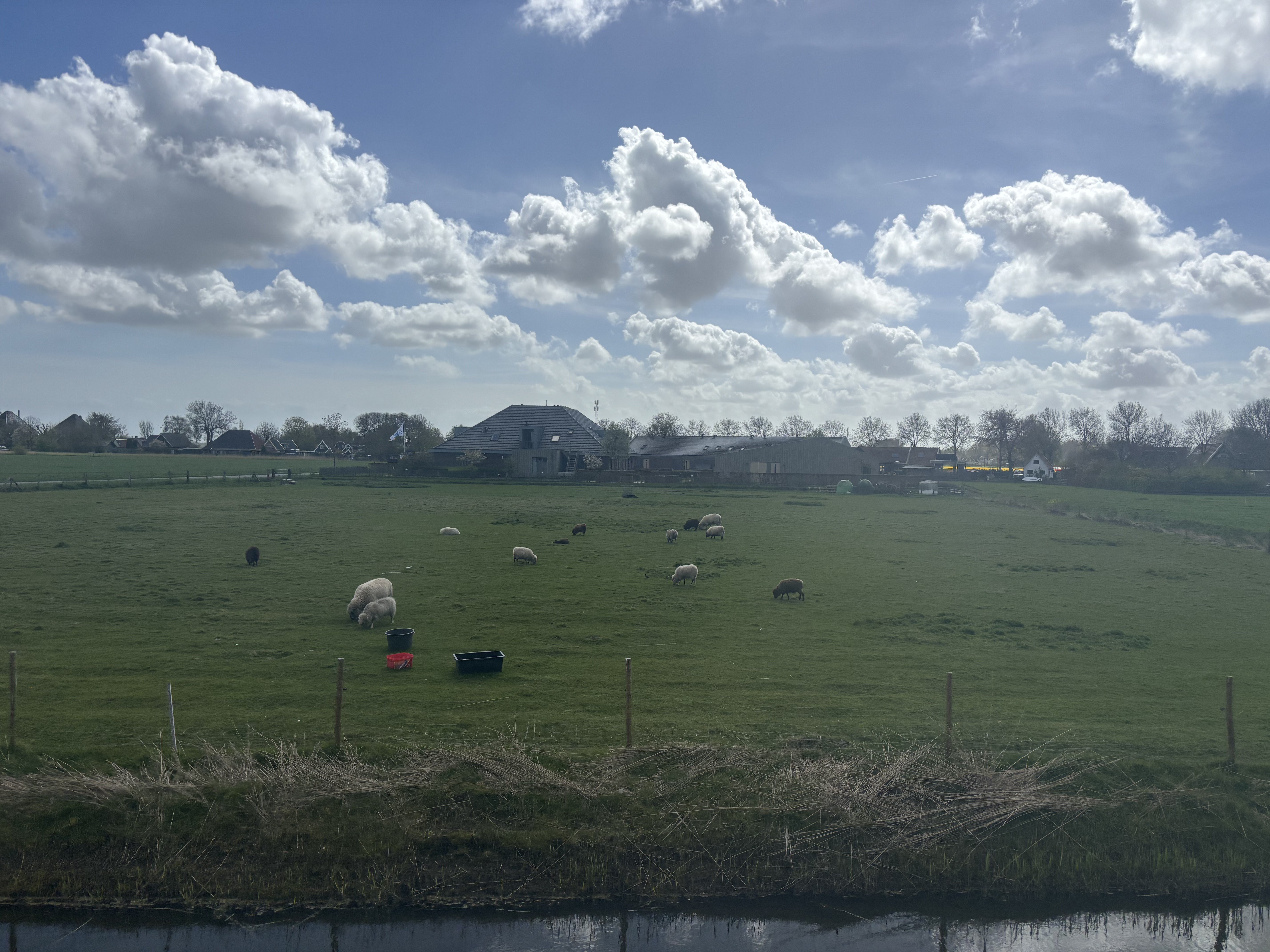Sheep grazing in a wide green polder, a farmhouse in the distance under a sky of scattered Dutch clouds.