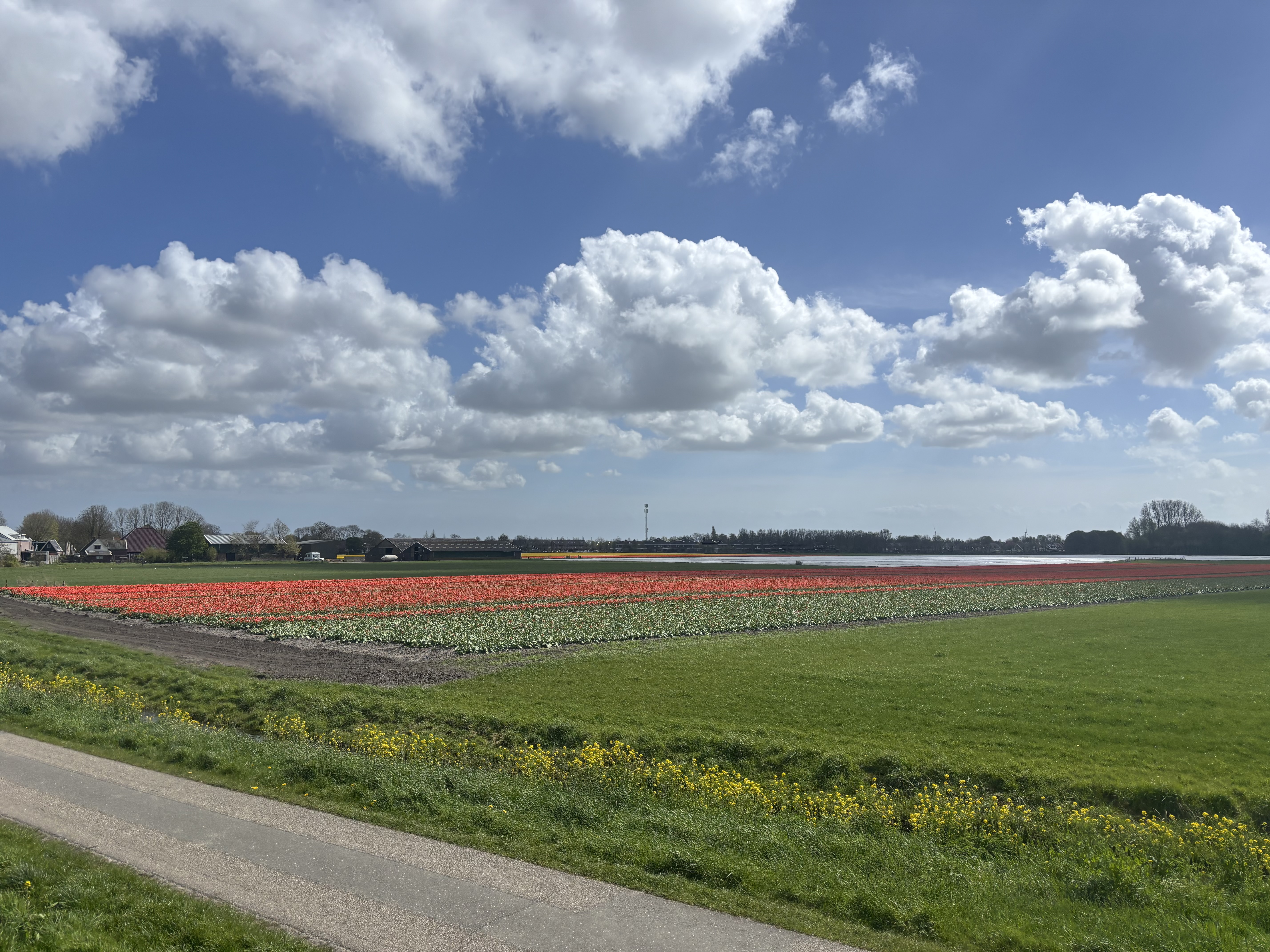 Tulip season in full colour — rows of red, orange and white blossoms running across the flat fields.